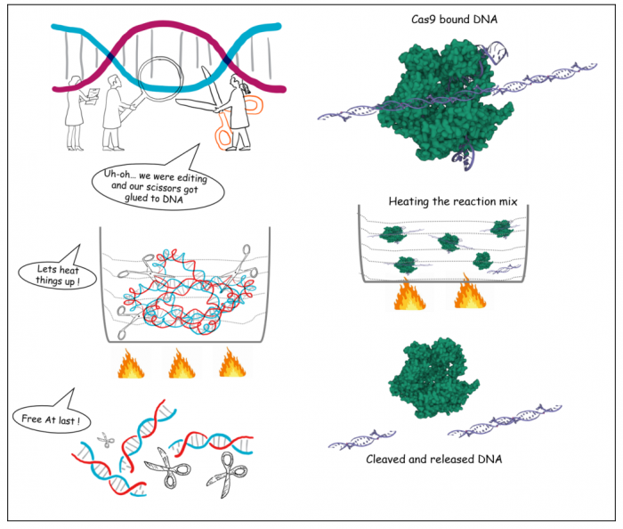 CRISPR (Clustered Regularly Interspaced Short Palindromic Repeats) are short DNA sequences found in the genome of prokaryotic organisms such as bacteria, which are reminders of previous bacteriophage (viruses) attacks that the bacteria successfully defended against.